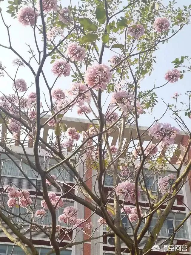 湛江岭南师范学院