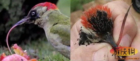 自然界令人恐惧7张嘴:吸血鬼鱼简直是个噩梦