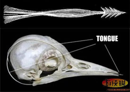 自然界令人恐惧7张嘴:吸血鬼鱼简直是个噩梦
