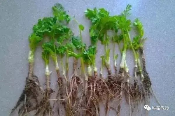 香菜种植有什么好方法