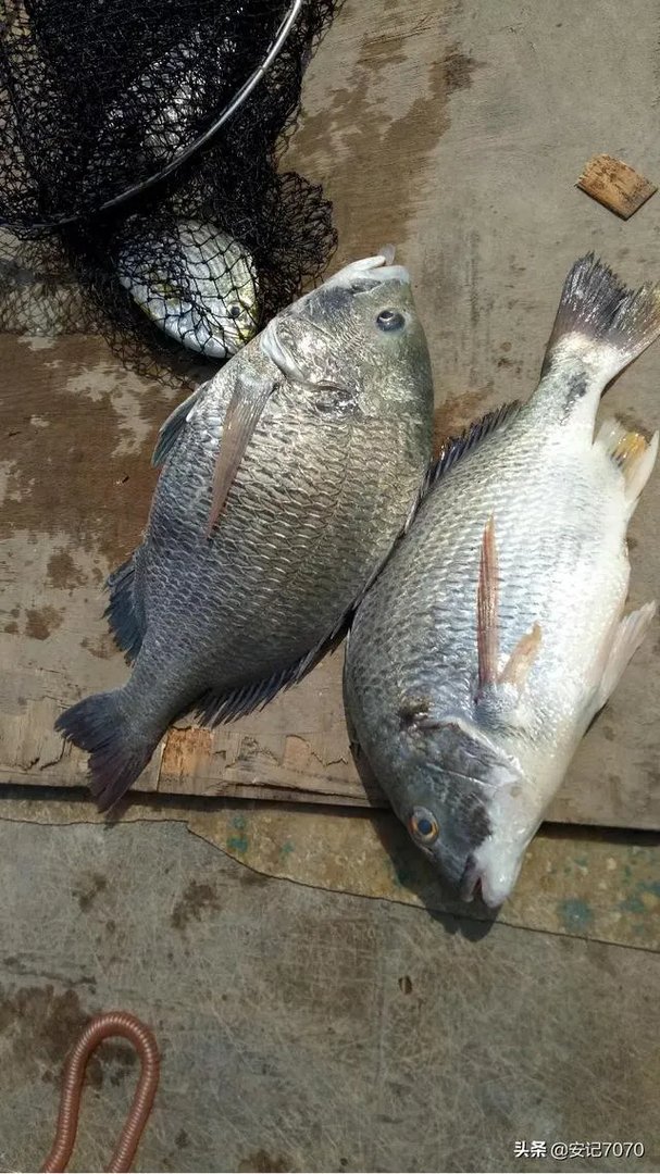 黄脚腊,黄脚立一样吗