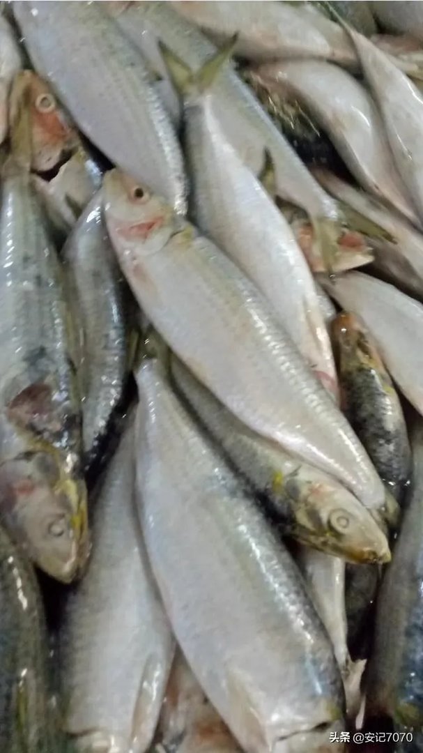 黄脚腊,黄脚立一样吗