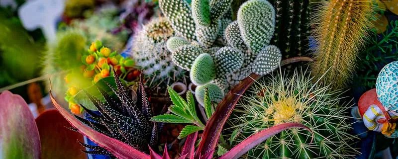 仙人球的养殖方法和注意事项有哪些 仙人球的养殖方法
