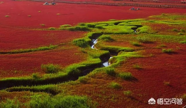 辽宁红海滩值得去吗?为什么海滩是红色的呢?