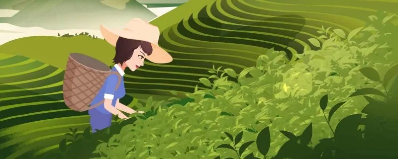 龙井茶是绿茶吗 龙井茶怎么冲泡