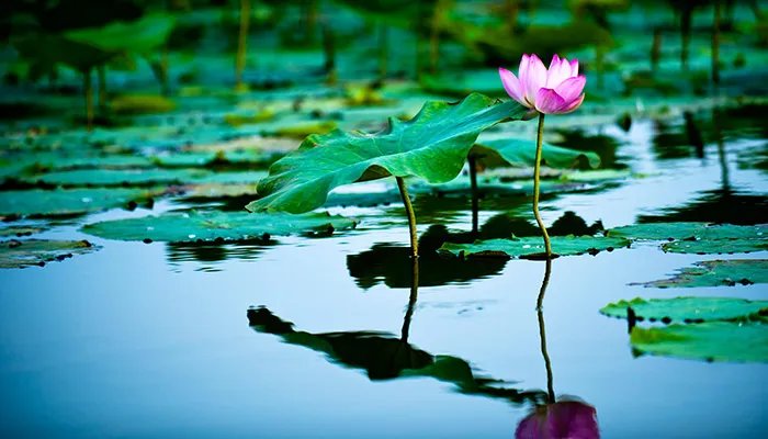 2021长沙植物园游玩攻略 长沙植物园有什么好玩的