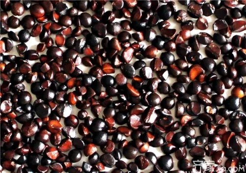 油茶籽种植 方法技巧是关键