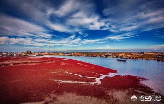 辽宁红海滩值得去吗?为什么海滩是红色的呢?