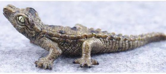 非洲侏儒鳄吃人吗?