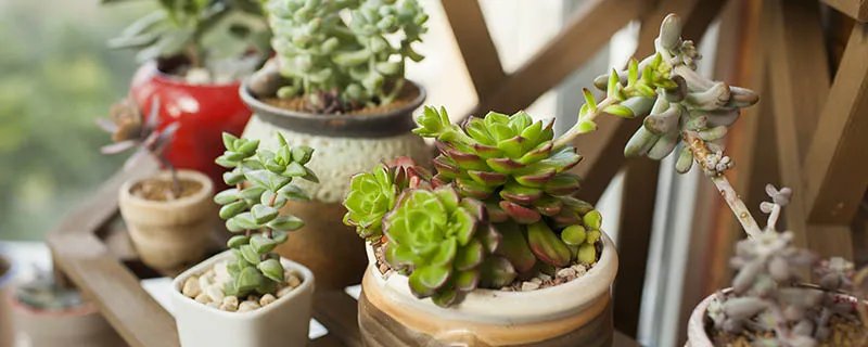 魔南景天的具体形态 魔南景天的形态