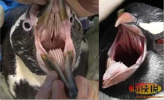 自然界令人恐惧7张嘴:吸血鬼鱼简直是个噩梦