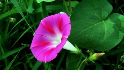 牵牛花是吉祥花吗