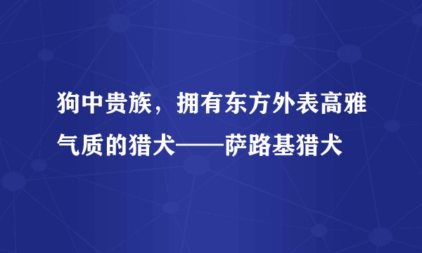 狗中贵族，拥有东方外表高雅气质的猎犬——萨路基猎犬