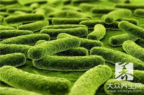 硝化细菌的作用