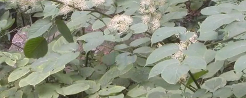 刺龙苞的功效与作用是什么？