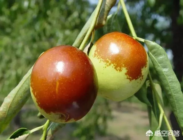 沧州哪个地方的冬枣最多？