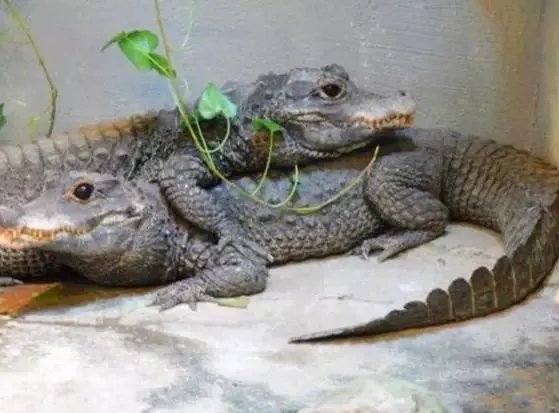 非洲侏儒鳄吃人吗？