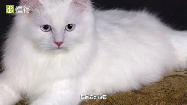 什么是安哥拉猫