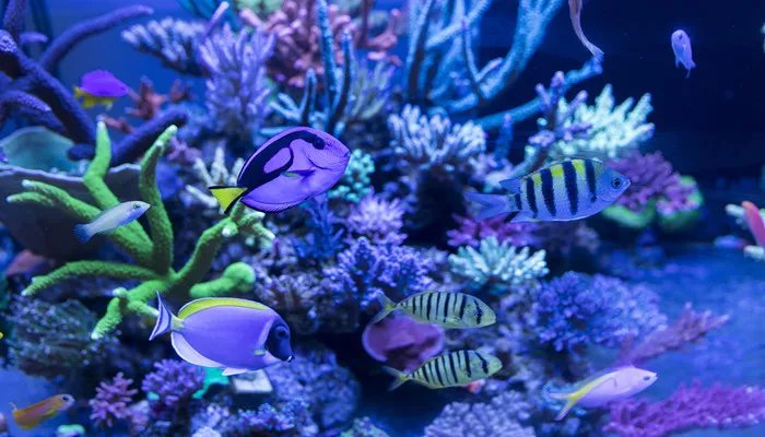 西太平洋有哪些国家 西太平洋包括哪些国家