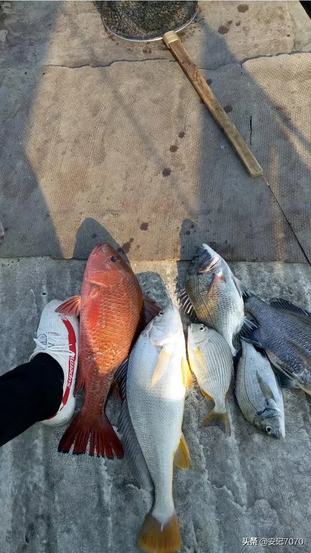 黄脚腊,黄脚立一样吗