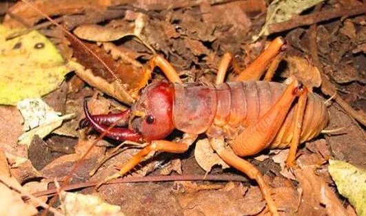 巨沙螽：历史长达两亿年的巨型昆虫